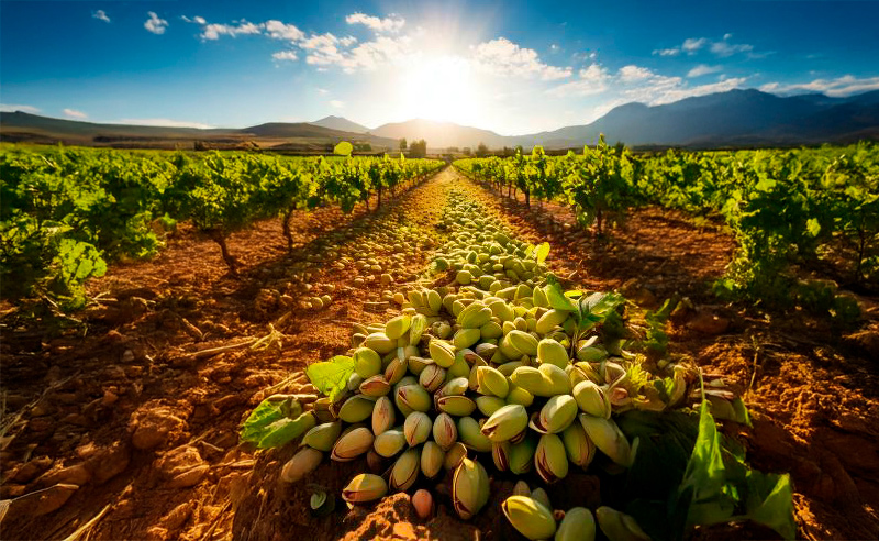 plantación pistachos