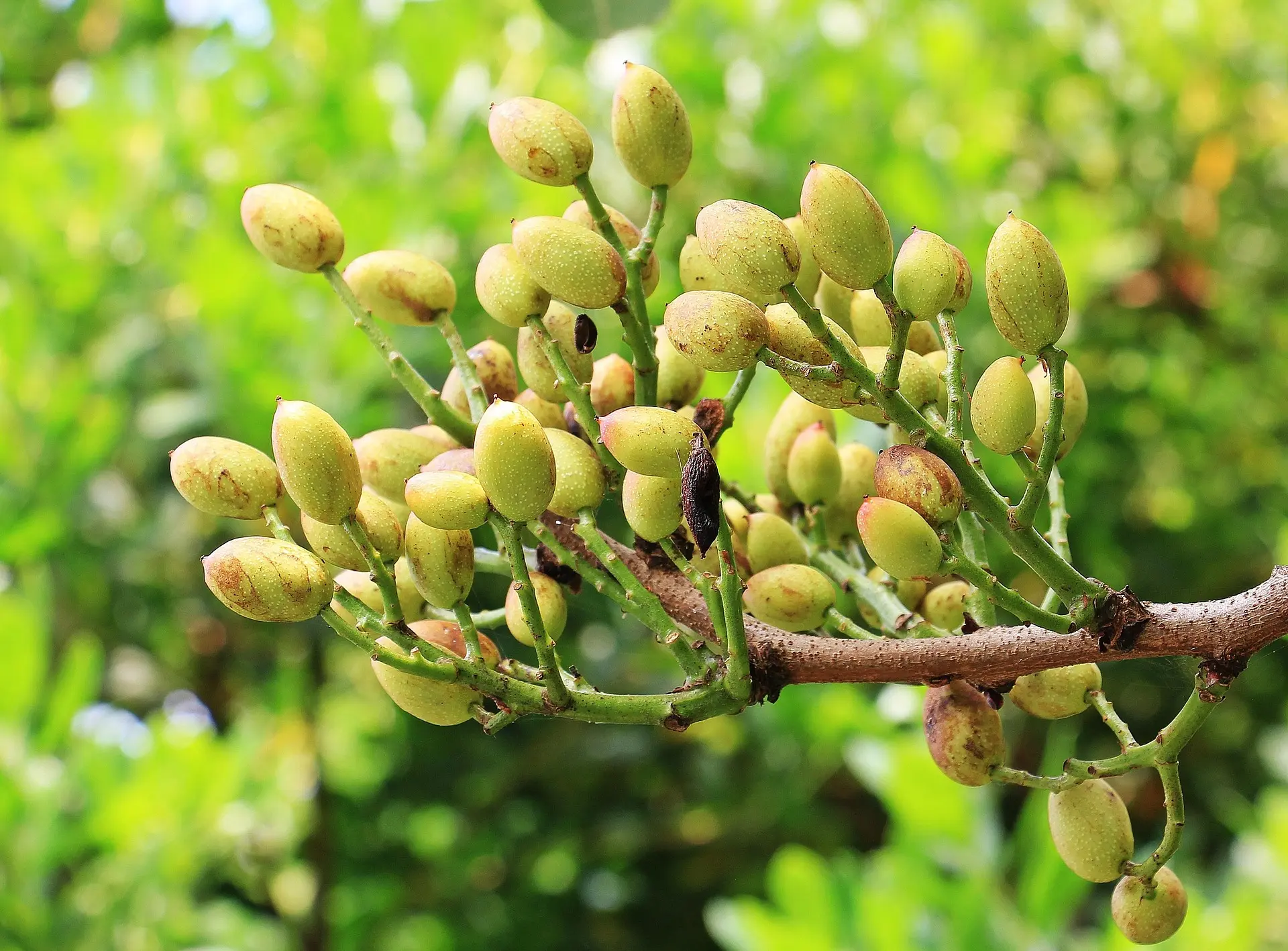 servicios pistachios